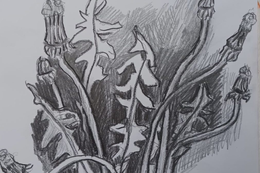 60×30 Bleistift auf Papier – Löwenzahn